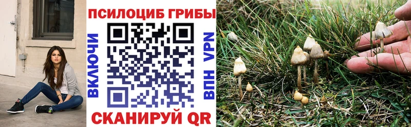 купить   Покровск  Галлюциногенные грибы Magic Shrooms 